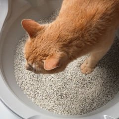 CatGenie 120 Otomatik Akıllı Kedi Tuvaleti  Yıkanabilir Granül