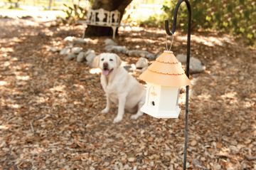 PetSafe Deluxe Dış Mekan Köpek Eğitim Cihazı