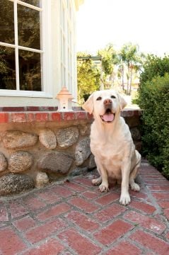 PetSafe Deluxe Dış Mekan Köpek Eğitim Cihazı