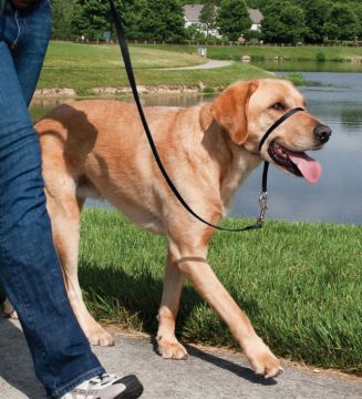 Easy Walk Headcollar Köpek Kafalıklı Tasma Siyah