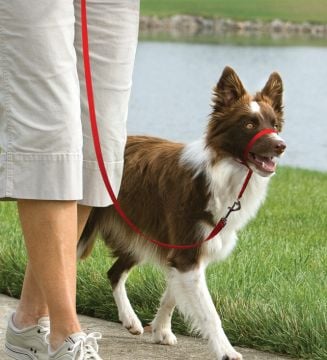 Easy Walk Headcollar Köpek Kafalıklı Tasma Kırmızı