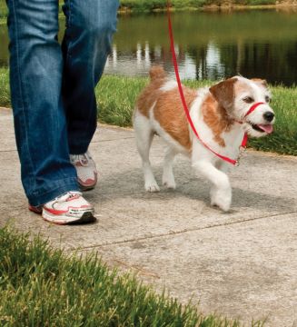 Easy Walk Headcollar Köpek Kafalıklı Tasma Kırmızı