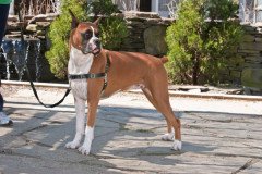 Easy Walk Harness Siyah Köpek Göğüs Tasması