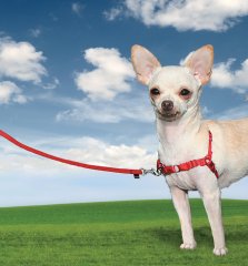 Easy Walk Harness Kırmızı Köpek Göğüs Tasması Extra Small (30-40 cm)