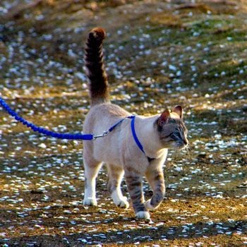 Easy Walk Cat Harness Kedi Gezinti Tasması Mavi
