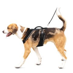 Easy Sport Harness Siyah Köpek Tasması