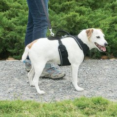 Easy Sport Harness Siyah Köpek Tasması