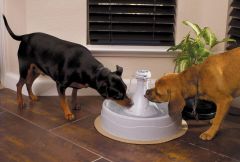 PetSafe Drinkwell 360 Plastik Su Pınarı