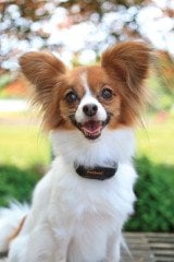 PetSafe Titreşimli Eğitim Tasması PBC17-13338