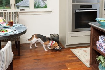 PetSafe Programlanabilir Digital Sağlıklı Mama Kabı