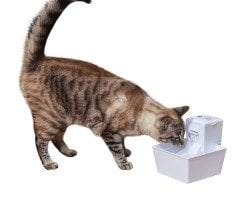 PetSafe Aqua Cube Su Pınarı