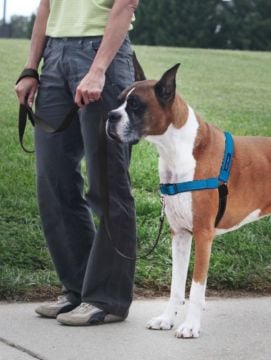 Deluxe Easy Walk Harness Mavi Köpek Göğüs Tasması