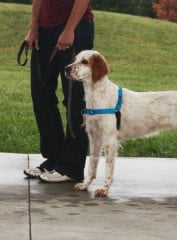 Deluxe Easy Walk Harness Mavi Köpek Göğüs Tasması