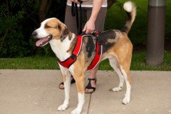 Easy Sport Harness Kırmızı Köpek Tasması