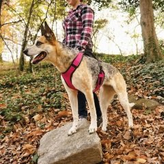 Easy Sport Harness Pembe Köpek Tasması