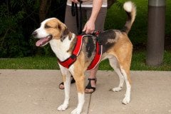 Easy Sport Harness Yeşil Köpek Tasması