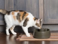 PetSafe Drinkwell Current Küçük Boy Su Pınarı 1.2 Litre