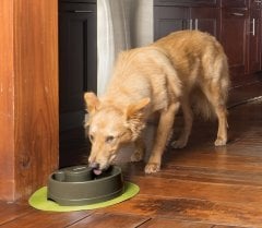 PetSafe Drinkwell Current Orta Boy Su Pınarı 2.4 Litre