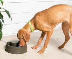 PetSafe Drinkwell Current Orta Boy Su Pınarı 2.4 Litre
