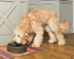 PetSafe Drinkwell Current Büyük Boy Su Pınarı 3.5 Litre