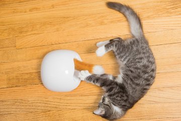 PetSafe Frolicat Fox Den Interactive Oyuncak