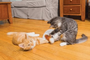 PetSafe Frolicat Fox Den Interactive Oyuncak