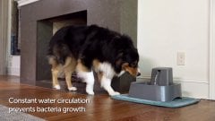 PetSafe 7.5 lt Büyük Su Pınarı