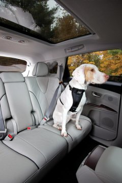 PetSafe Kurgo Emniyet Kemeri Kayışı Siyah/Gri K01187