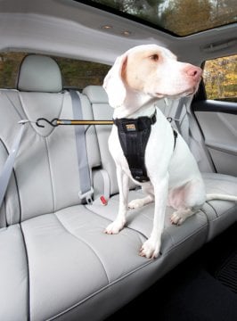 PetSafe Kurgo Oto Zip Line Emniyet Kemeri Siyah/Kavuniçi K00032