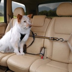 PetSafe Kurgo Oto Zip Line Emniyet Kemeri Siyah/Kavuniçi K00032