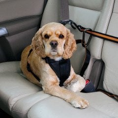 PetSafe Kurgo Oto Zip Line Emniyet Kemeri Siyah/Kavuniçi K00032