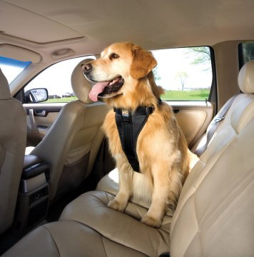 PetSafe Kurgo Tru-Fit Oto Emniyet Kemeri Sırt Tasması Siyah L K01258