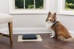 PetSafe Dijital İki Öğün Mama Kabı PFD19-15770