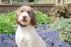 PetSafe Statik Eğitim Tasması PBC19-16636