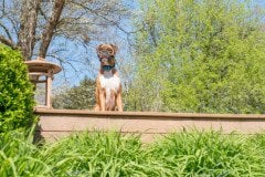 PetSafe Uzaktan Kontrol Spreyli Köpek Eğitim Yedek Tasması 300 m. PDT19-16784