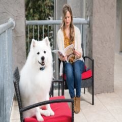 PetSafe Uzaktan Kontrol Köpek Eğitim Tasması 300 m. PDT19-16119