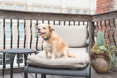 PetSafe Uzaktan Kontrol Köpek Eğitim Tasması 100 m. PDT19-16128