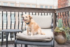 PetSafe Uzaktan Kontrol Köpek Eğitim Tasması 100 m. PDT19-16128