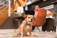 PetSafe Uzaktan Kontrol Köpek Eğitim Tasması 100 m. PDT19-16128