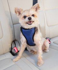 PetSafe Solvit Deluxe Oto Emniyet Kemeri Küçük 62404