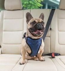 PetSafe Solvit Deluxe Oto Emniyet Kemeri Orta 62405