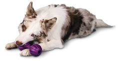PetSafe Busy Buddy Waggle Salla Ye Oyuncak M/L BB-WAG-ML-11