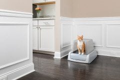 PetSafe Scoopfree Yeni Nesil Otomatik Kapaklı Kedi Tuvaleti PAL19-17125