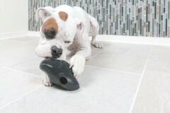 PetSafe Busy Buddy Ninja Sesli Oyuncak M BB-SNT-NINJA-M-19