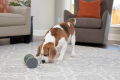 PetSafe Gezinen Atıştırmalık Köpek Oyuncağı PTY19-16964