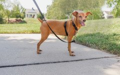 PetSafe 3'ü Birarada Gezinti ve Araba Emniyet Tasması XS Siyah