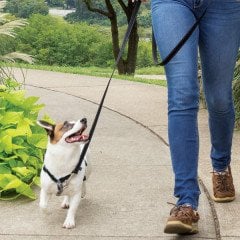 PetSafe 3'ü Birarada Gezinti ve Araba Emniyet Tasması S Siyah