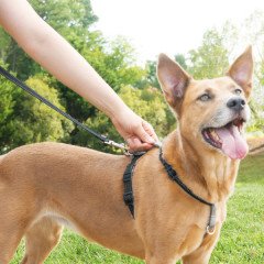 PetSafe 3'ü Birarada Gezinti ve Araba Emniyet Tasması M Siyah