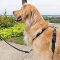 PetSafe 3'ü Birarada Gezinti ve ArabaEmniyet Tasması L Siyah