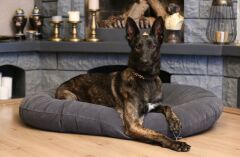 CecePet Leo Serisi Kedi ve Köpek Yatağı
